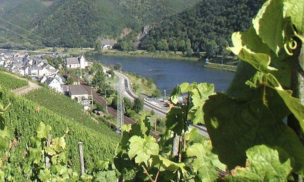 Rhein-Wein-Erlebnistour